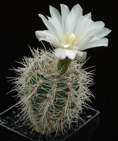 Gymnocalycium_bruchii_3